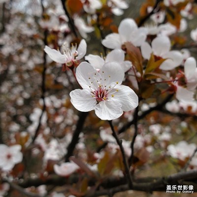 花瓣如玉雕，清香破窗入