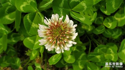 美麗又清新的車軸草