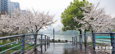 又到春天賞花時