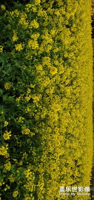 金色的油菜花