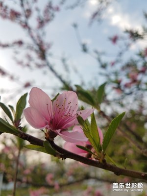 桃花朵朵開之紅色