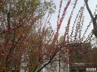 【風(fēng)光之美】+花開(kāi)時(shí)節(jié)
