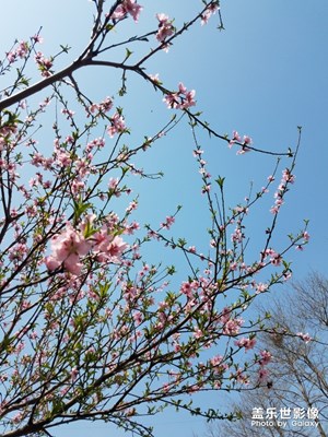 桃花朵朵開之漏發(fā)了幾張