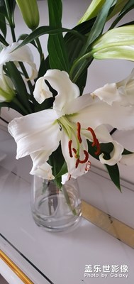 養(yǎng)花秘籍。