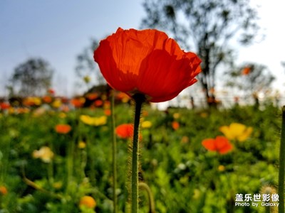【風(fēng)光之美】+春暖花開(kāi)