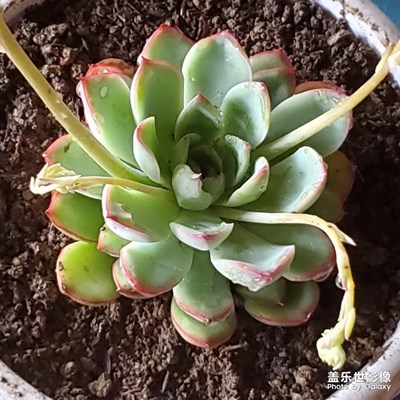 嗯，還是多肉好養(yǎng)活。。。