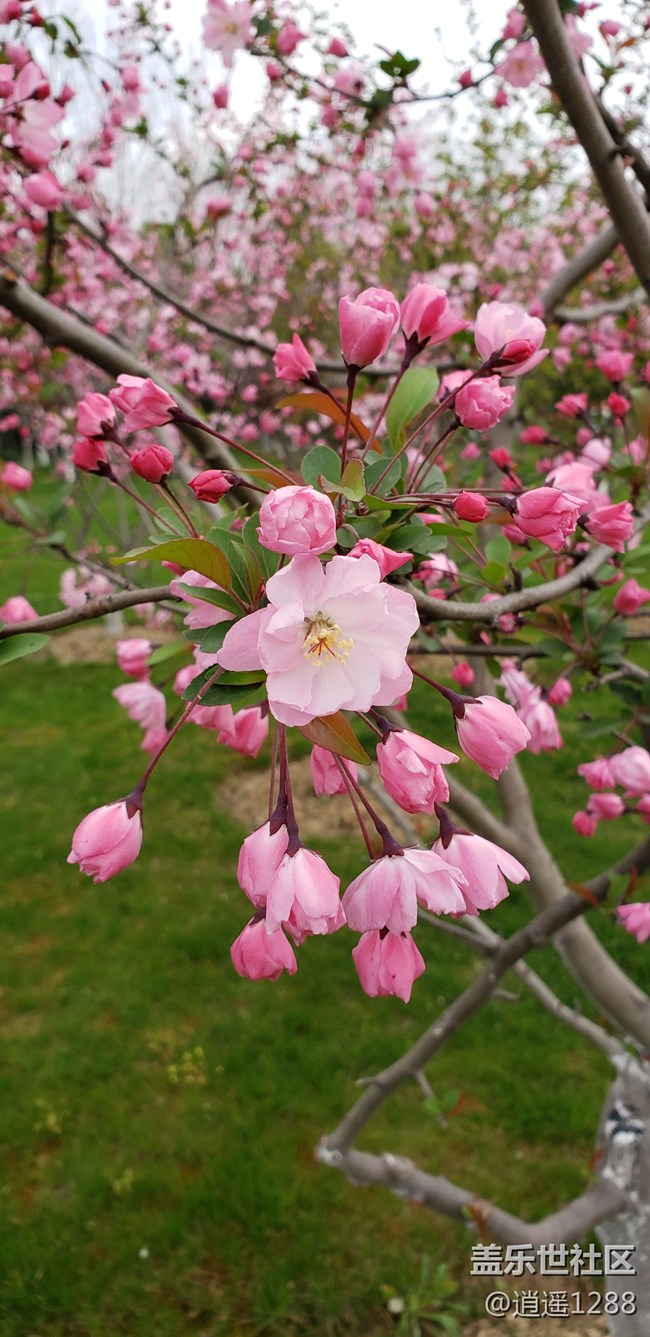 春天到了，百花爭春，老九隨拍。
