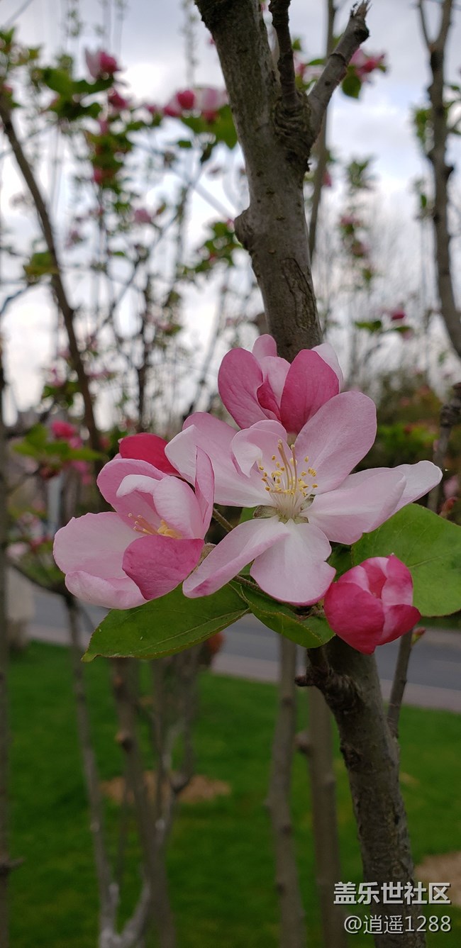 春天到了，百花爭春，老九隨拍。