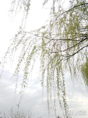春天來了之 垂柳
