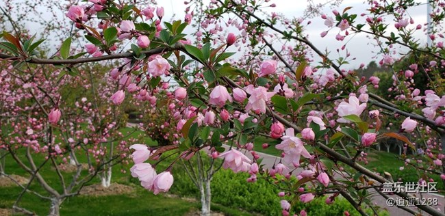 春天到了，百花爭春，老九隨拍。