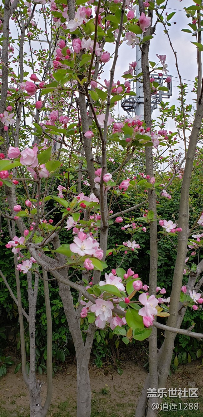 春天到了，百花爭春，老九隨拍。
