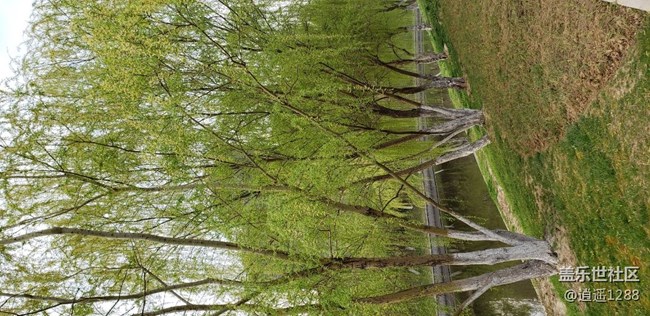 春天到了，百花爭春，老九隨拍。