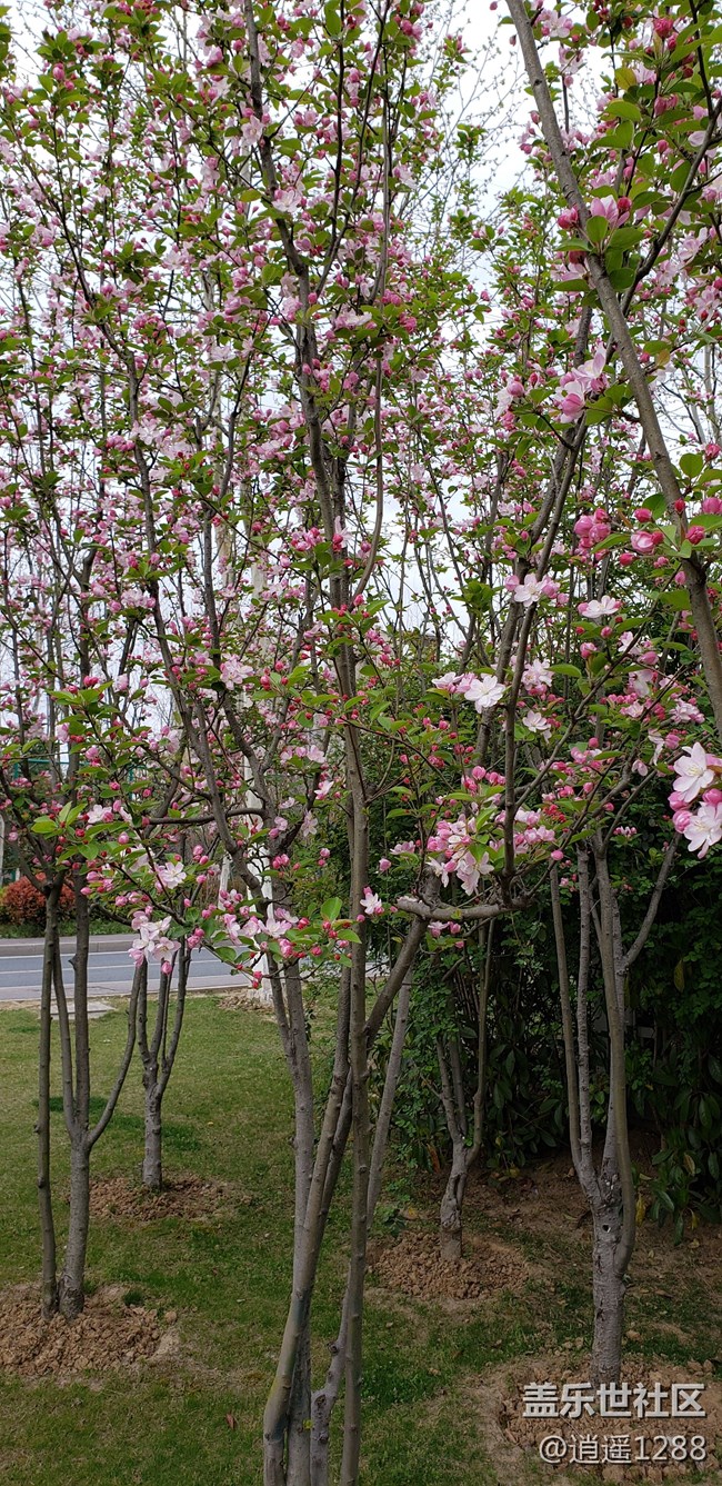 春天到了，百花爭春，老九隨拍。