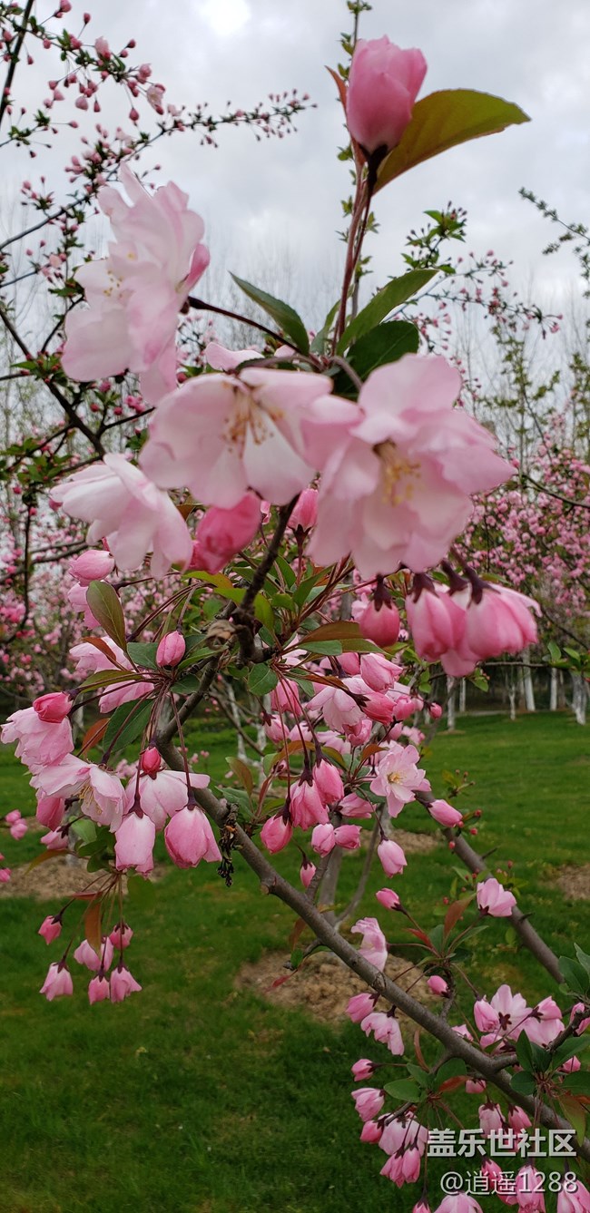 春天到了，百花爭春，老九隨拍。