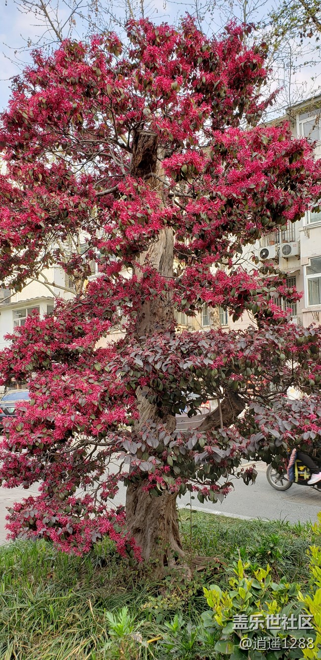 春天到了，百花爭春，老九隨拍。