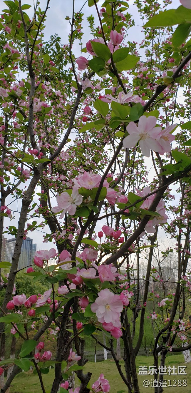 春天到了，百花爭春，老九隨拍。