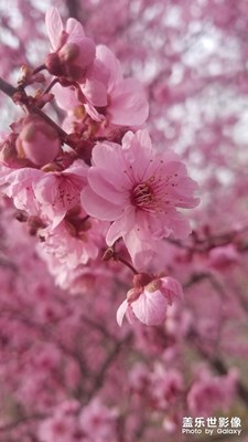 又到春花爛漫時