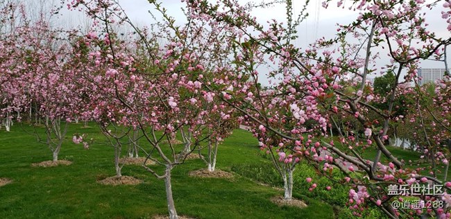 春天到了，百花爭春，老九隨拍。