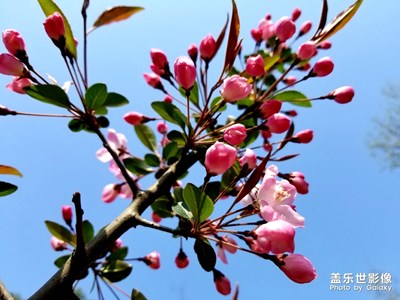 春花爛漫