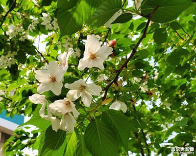 S10——春花從來(lái)笑春風(fēng)