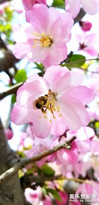 東風(fēng)夜放花千樹