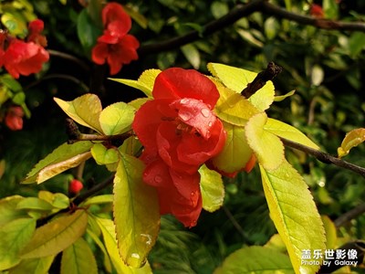 三星note9伴隨著春天