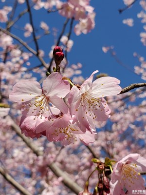 芬芳