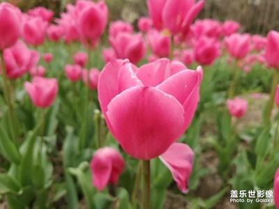 忽如一日夜春風(fēng)來(lái)，千樹萬(wàn)樹梨花開。