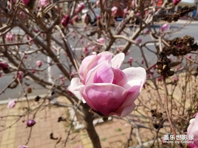 諾特8