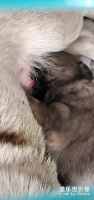 農(nóng)村遇到的小可愛:母愛的偉大