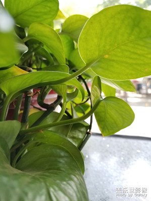 綠