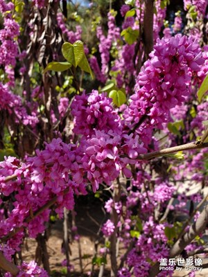 春有百花秋有月，夏有涼風(fēng)冬有雪。