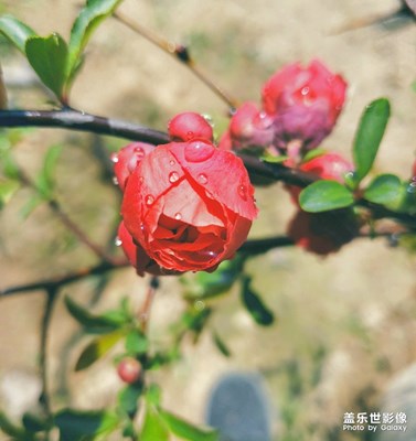 你最喜歡那一張呢