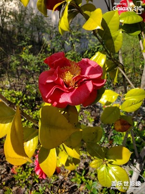 小區(qū)   春天的花之美??