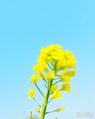 喜歡油菜花，你呢？