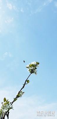 春上枝頭，note9 隨手拍，請您鑒賞。