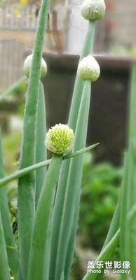 蔥花