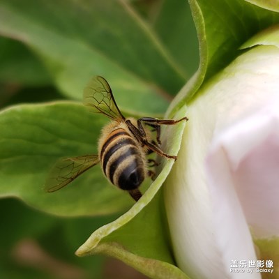 又見一只小蜜蜂