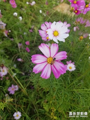 沒事發(fā)張圖