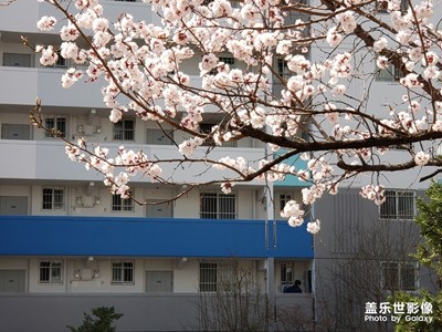 首爾風(fēng)景-我家附近的花