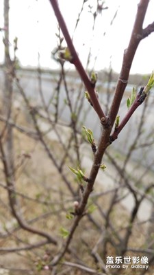 【四月你好】+懷柔~乍暖還寒芽動(dòng)花開(kāi)