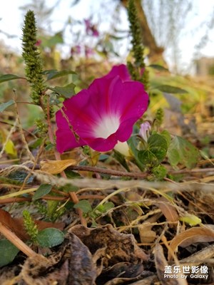 牽牛花