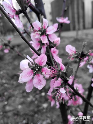 【四月你好】桃梨爭(zhēng)艷四月天