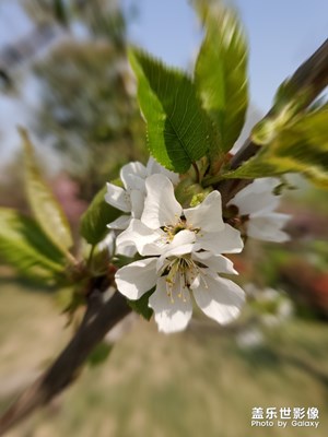 【四月你好】+山櫻花