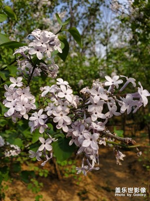 當(dāng)S10+遇上紫丁香