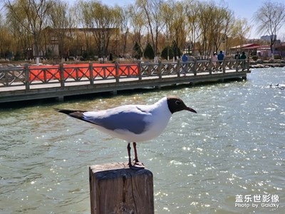 四月你好+春觀花鳥