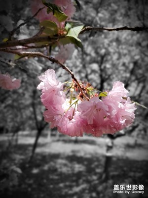 S10+不負(fù)春光