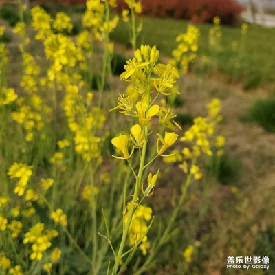 剛拿到手機(jī) 試試成像