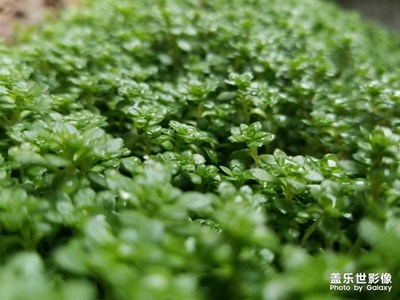 清之明