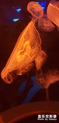 濟(jì)南極地海洋館隨拍